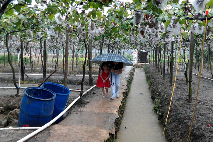 圣元伙伴在雨中体验摘葡萄的欢快