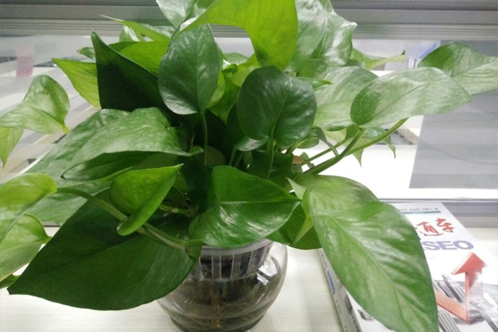 圣元电器绿植发新芽